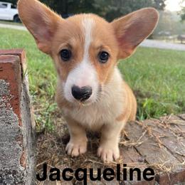 Jacqueline - Red female Pembroke Welsh Corgi puppy in Apison, Tennessee from Ashmore Corgis