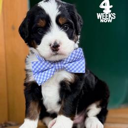 Treasure - Tri-color male Bernedoodle puppy in Orange, Texas from Walk with Me Doodles