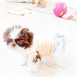 Shih Tzu Puppies from Arizona Sunrise Shih Tzus