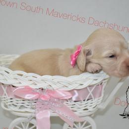 Choc based cream - Cream female Dachshund puppy in Seminary, Mississippi from Down South Mavericks Dachshunds