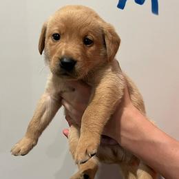 Blue collar - Yellow male Labrador Retriever puppy in Stokesdale, North Carolina from Belews Creek Gundogs