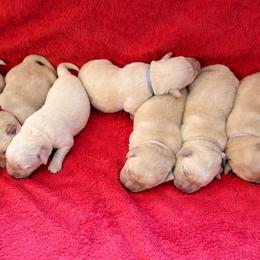 Girl 5 - Yellow female Labrador Retriever puppy in Vero Beach, Florida from Southern Sunshine Labradors