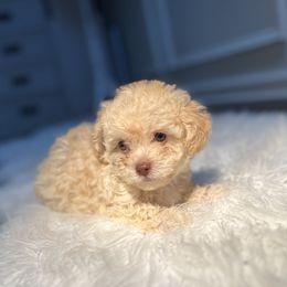 Poodle Puppies from Pawsome Poodles