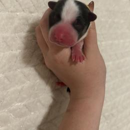Flounder - Black and tan male Pembroke Welsh Corgi puppy in Vacaville, California from Hope_4thebay_Corgis