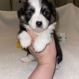 Pembroke Welsh Corgi Puppies from MG Corgis