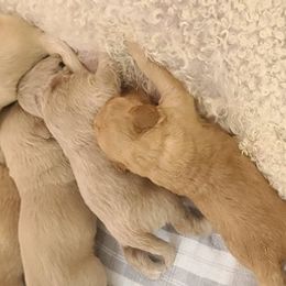 Goldendoodles from Easy Win Doodles LLC