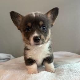Maggie - Gray and white female American Corgi puppy in Oxford, Iowa from Burns Corgis