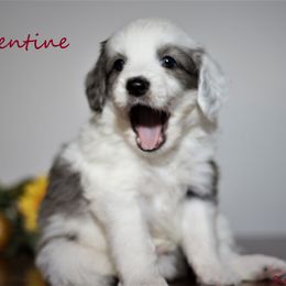 Goldendoodle and Aussiedoodle Puppies from Sister Doodles