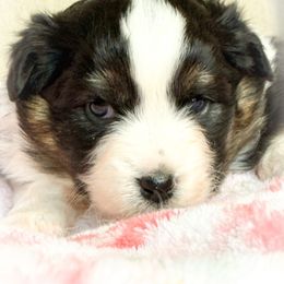 Dots - Black tri female Miniature American Shepherd puppy in Fredericksburg, Virginia from Battlefield Australian Shepherds and Miniature American Shepherds