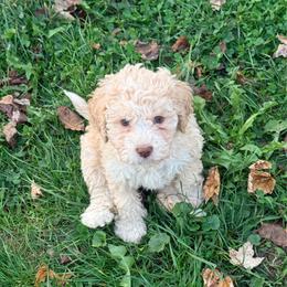 Water Lily (White collar) - Orange female Lagotto Romagnolo puppy in Ashland, Ohio from SS Australian Shepherds