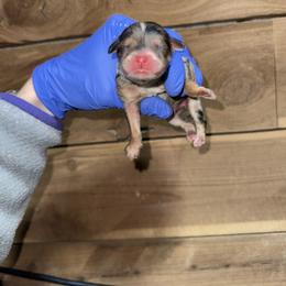 Boy 3 - Merle male Cavapoo puppy in Fayetteville, Arkansas from Silver Hill Farm