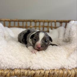 Blue Merle Male - Blue merle male Miniature Australian Shepherd puppy in Stuart, Virginia from Apple Tree Mini Aussies