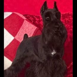 Cali - Miniature Schnauzer