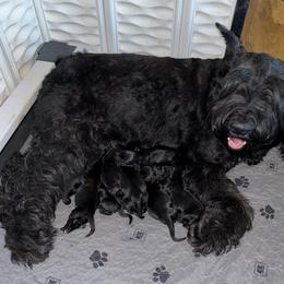 Pick Male (Boy 5) - Black male Giant Schnauzer puppy in Bois D’arc, Missouri from Down Low Kennels