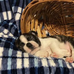 Boston Terrier Puppies from Candied Bostons