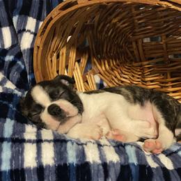 Boston Terrier Puppies from Candied Bostons