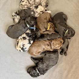 Female Puppy - Merle female Labradoodle puppy in Adams, Nebraska from Boxcar Doodles and Poodles