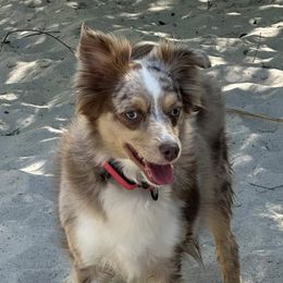 Toy Australian Shepherds from Harper n Cowboy