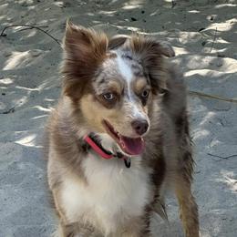 Toy Australian Shepherds from Harper n Cowboy
