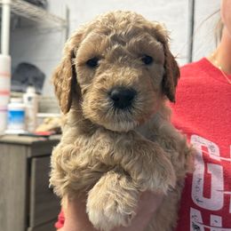 Purple Collar - Apricot male Goldendoodle puppy in Winchester, Tennessee from Mahaffey’s Doodles