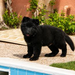 German Shepherd Puppies from Von Gonzalez Kennel