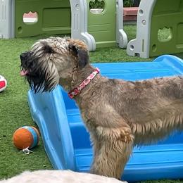 Lola - Soft Coated Wheaten Terrier