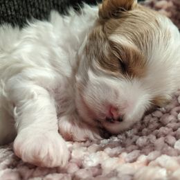 Maltese, Maltipoo, and Poodle Puppies from MountCarmelPuppies