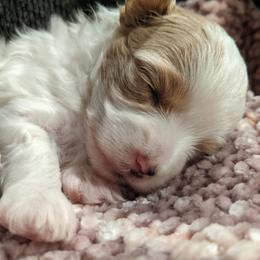 Maltese, Maltipoo, and Poodle Puppies from MountCarmelPuppies
