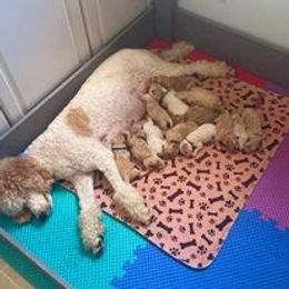 Goldendoodle Puppies from Sister Doodles