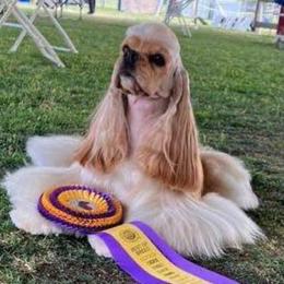 Velvet - Cocker Spaniel