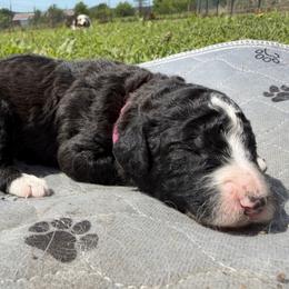 Lima bean - Pink - Black and white female Aussiedoodle puppy in Eolia, Missouri from Barefoot Kennel