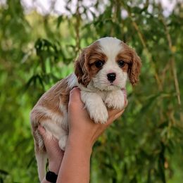 Ash - Blenheim male Cavalier King Charles Spaniel puppy in Medford, Wisconsin from Panache Puppies