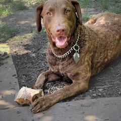 Chesapeake Bay Retriever and Golden Retriever All Grown Up from Lakes 'N Fields Retrievers
