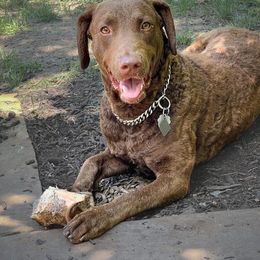 Chesapeake Bay Retriever and Golden Retriever All Grown Up from Lakes 'N Fields Retrievers