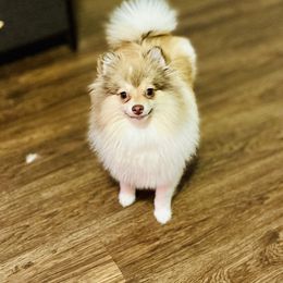 Tammy - Pomeranian