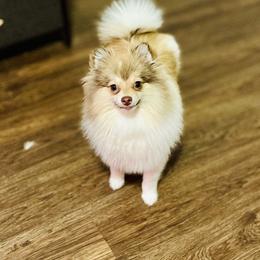 Tammy - Pomeranian