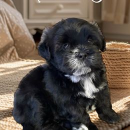 Shihpoo and Shih Tzu Puppies from Lilli’s Shih tzus and Shih poos