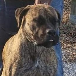 ZURI - Boerboel