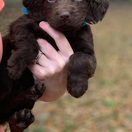 Boykin Spaniel Puppies from Flyin W Boykins