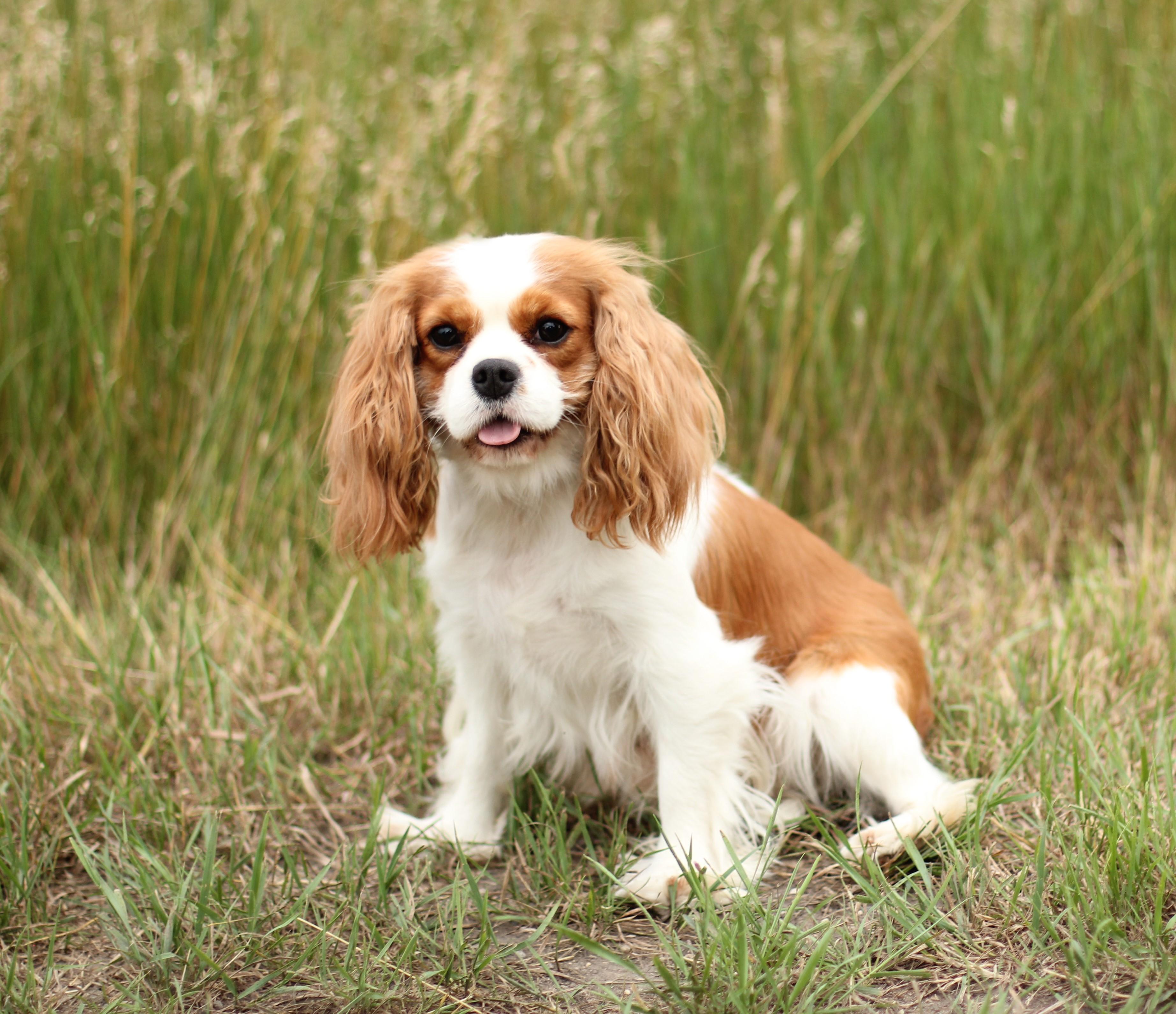 Emmie