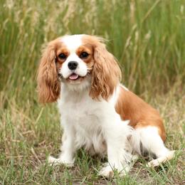 Emmie - Cavalier King Charles Spaniel
