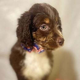 Aussiedoodles and Pomeranians from Designer_dogs_for_all
