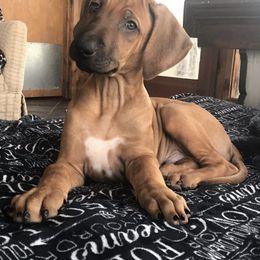 Rhodesian Ridgeback Puppies from Ridgebacks of the Highland Rim