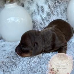 Dachshund Puppies from CSW Dachshunds