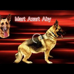 Aby - German Shepherd