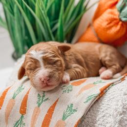 Bandera - Red  male Goldendoodle puppy in Iola, Texas from Supreme Doodles of Texas