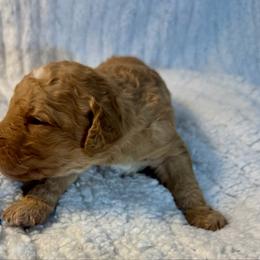 Apricot boy - male Golden Mountain Doodle puppy in Blue Springs, Missouri from Jeanie’s Doodles