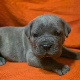 Beau - Gray male Cane Corso puppy in Nashville, Tennessee from PrestigiousK9