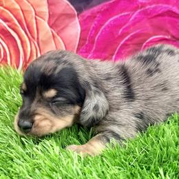 Mason - Dapple male Dachshund puppy in Chelsea, Oklahoma from Elite Puppies of Oklahoma, LLC