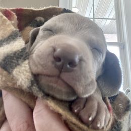Weimaraner Puppies from Alpha Weims by The Mattas Kennel